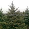 picea (4)